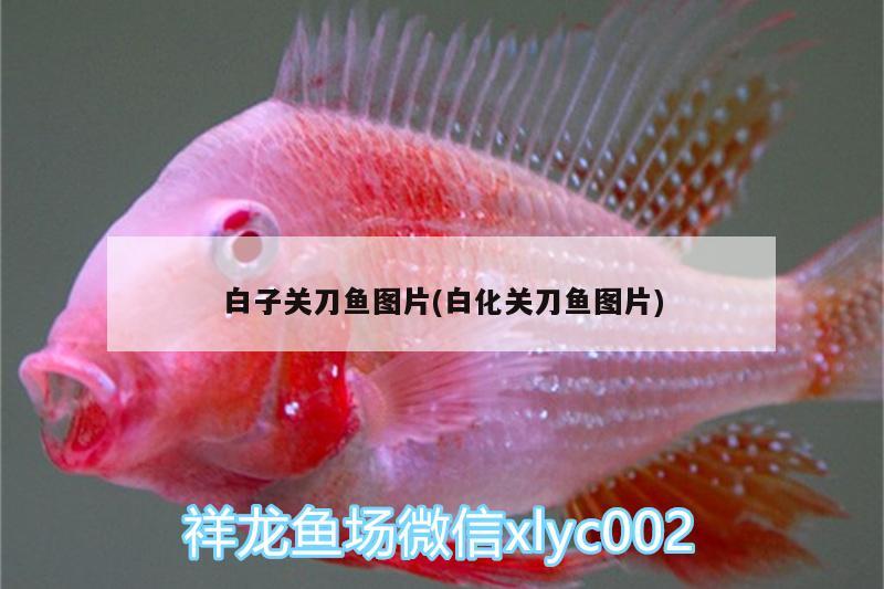 白子關(guān)刀魚圖片(白化關(guān)刀魚圖片) 白子關(guān)刀魚