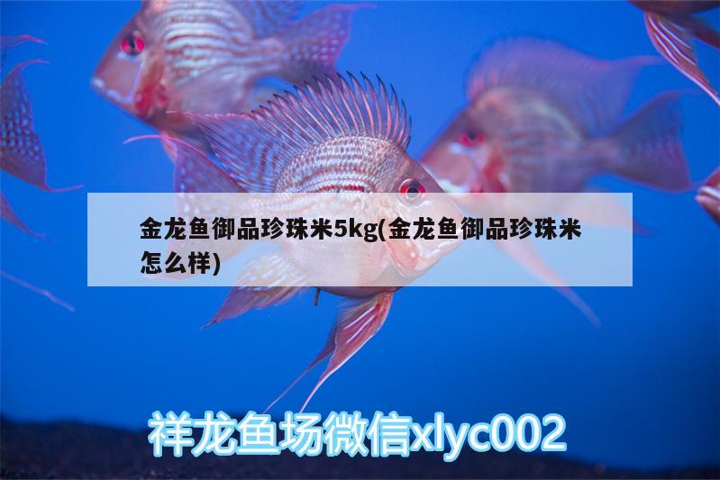 金龍魚(yú)御品珍珠米5kg(金龍魚(yú)御品珍珠米怎么樣) 泰龐海蓮魚(yú)