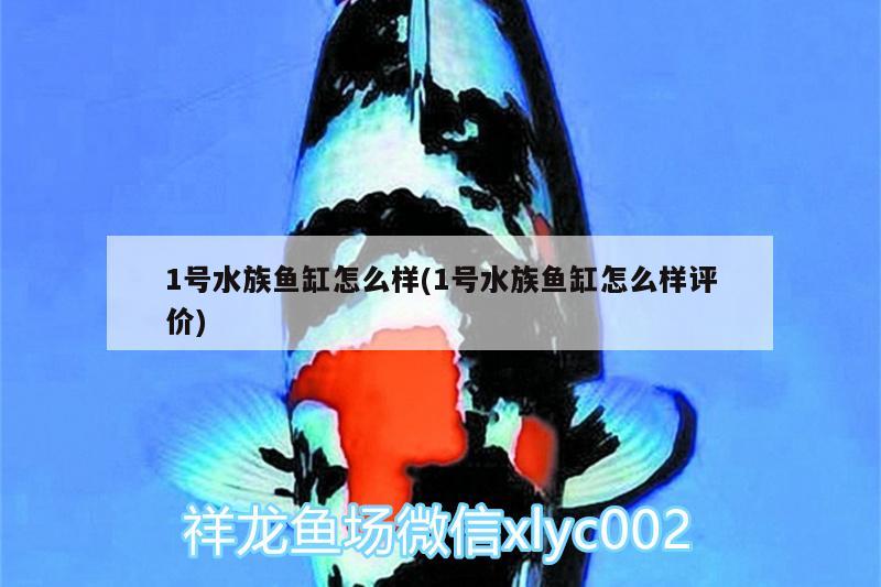 1號水族魚缸怎么樣(1號水族魚缸怎么樣評價) 三間鼠魚