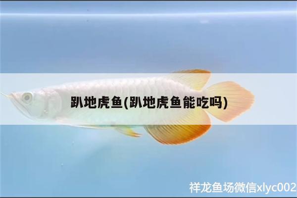 趴地虎魚(yú)(趴地虎魚(yú)能吃嗎)