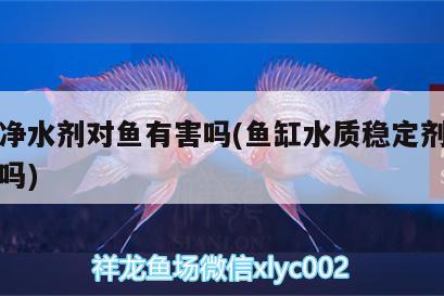 魚(yú)缸凈水劑對(duì)魚(yú)有害嗎(魚(yú)缸水質(zhì)穩(wěn)定劑對(duì)魚(yú)有害嗎)