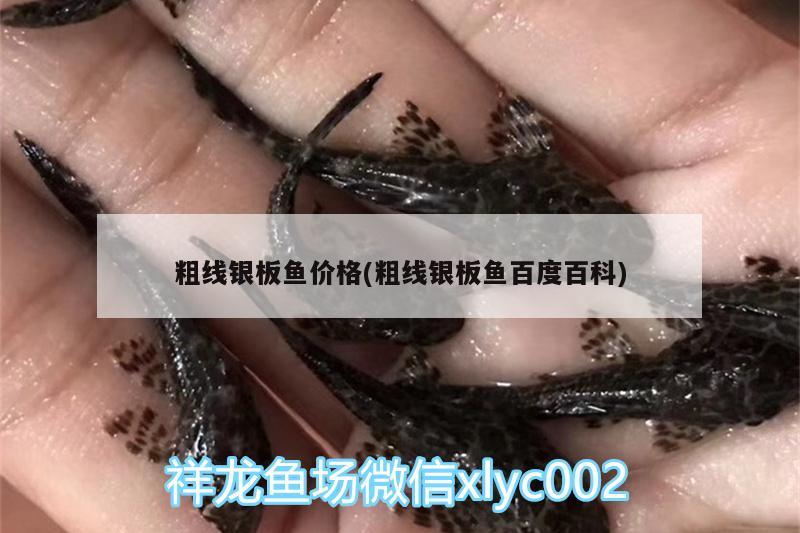 粗線銀板魚價(jià)格(粗線銀板魚百度百科) 黃金眼鏡蛇雷龍魚