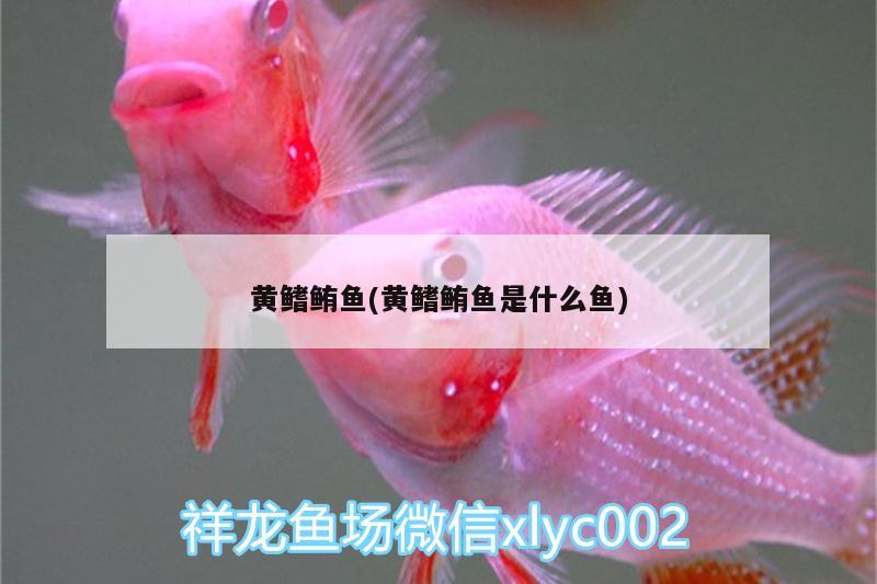 黃鰭鮪魚(yú)(黃鰭鮪魚(yú)是什么魚(yú)) 刀魚(yú)魚(yú)