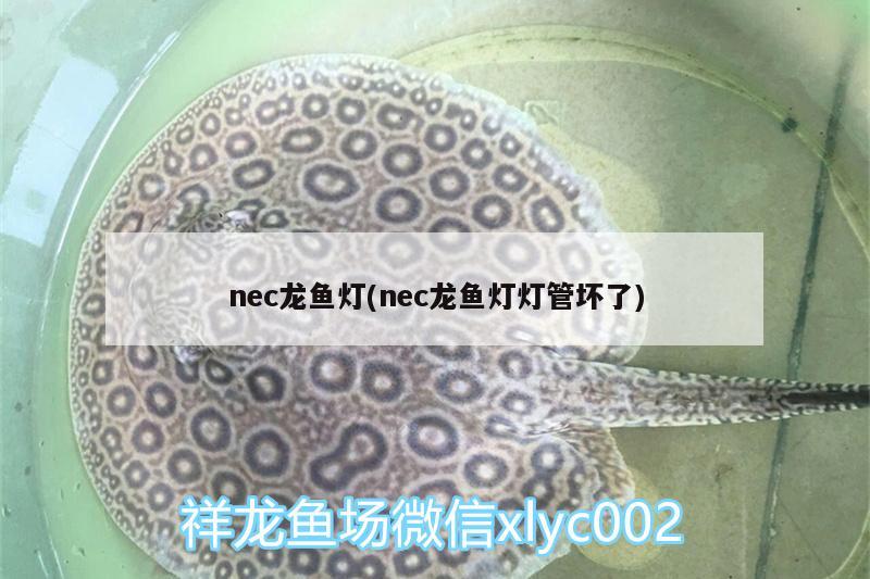 nec龍魚燈(nec龍魚燈燈管壞了) 申古三間魚