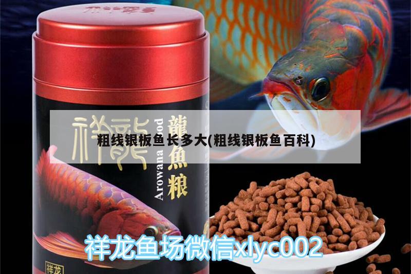 粗線銀板魚長多大(粗線銀板魚百科) 銀古魚苗