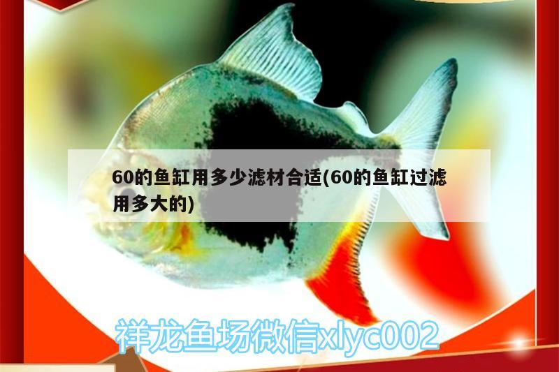 60的魚缸用多少濾材合適(60的魚缸過濾用多大的)