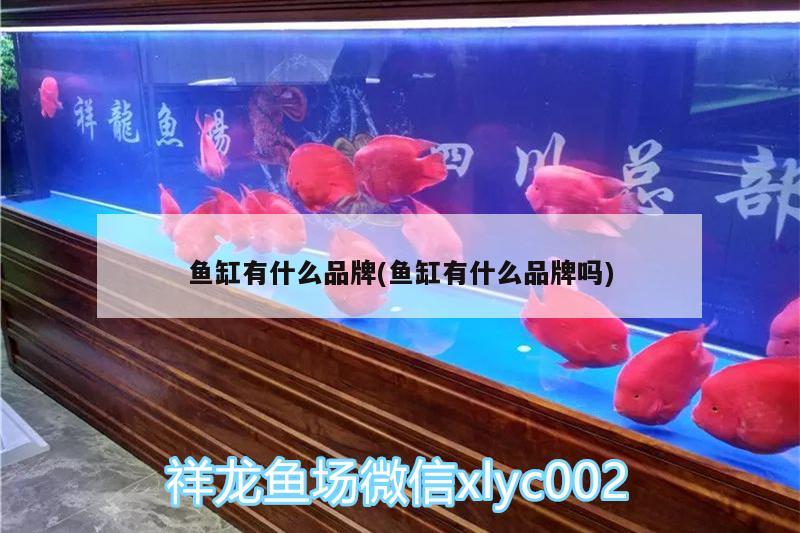 魚缸有什么品牌(魚缸有什么品牌嗎)