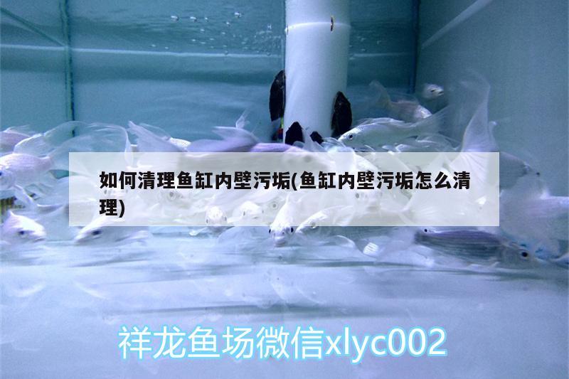 如何清理魚缸內壁污垢(魚缸內壁污垢怎么清理)