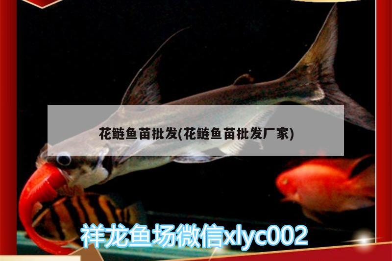 花鰱魚(yú)苗批發(fā)(花鰱魚(yú)苗批發(fā)廠家)