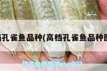 高檔孔雀魚品種(高檔孔雀魚品種圖片) 月光鴨嘴魚苗