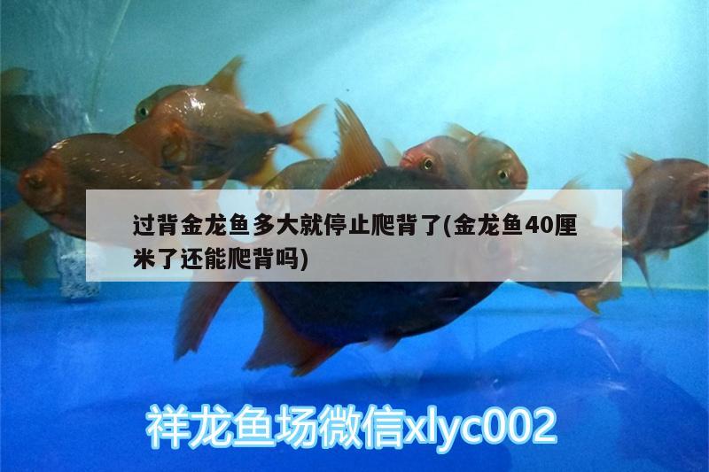 過背金龍魚多大就停止爬背了(金龍魚40厘米了還能爬背嗎)