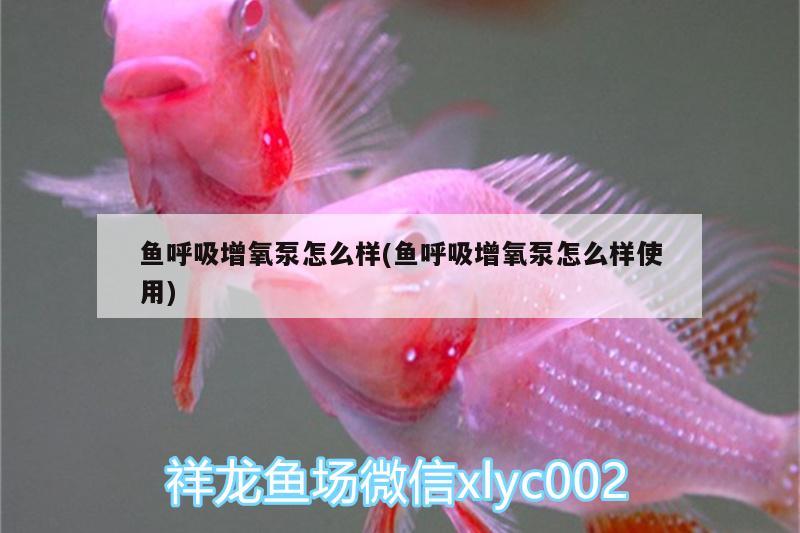 魚呼吸增氧泵怎么樣(魚呼吸增氧泵怎么樣使用) 祥龍龍魚魚糧