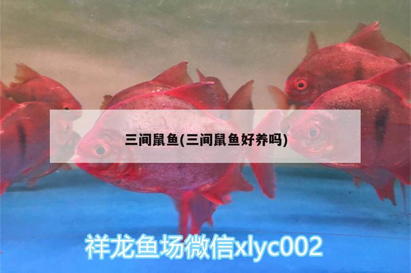 三間鼠魚(三間鼠魚好養(yǎng)嗎)