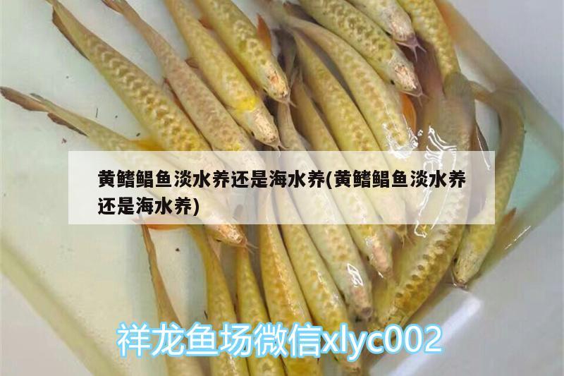 黃鰭鯧魚淡水養(yǎng)還是海水養(yǎng)(黃鰭鯧魚淡水養(yǎng)還是海水養(yǎng))