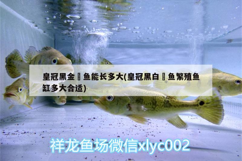 皇冠黑金魟魚能長多大(皇冠黑白魟魚繁殖魚缸多大合適)