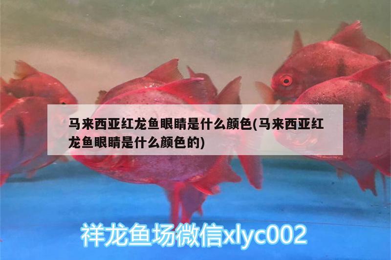 馬來(lái)西亞紅龍魚(yú)眼睛是什么顏色(馬來(lái)西亞紅龍魚(yú)眼睛是什么顏色的) 銀河星鉆魚(yú)