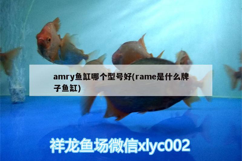 amry魚缸哪個(gè)型號好(rame是什么牌子魚缸) 三間鼠魚