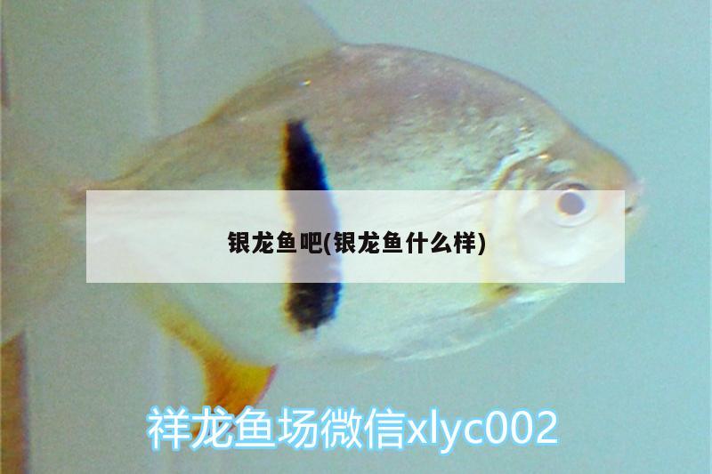 銀龍魚吧(銀龍魚什么樣) 銀龍魚