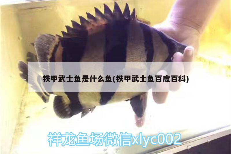 鐵甲武士魚是什么魚(鐵甲武士魚百度百科) 鐵甲武士