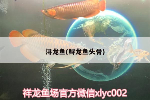 潯龍魚(鱘龍魚頭骨) 麥肯斯銀版魚