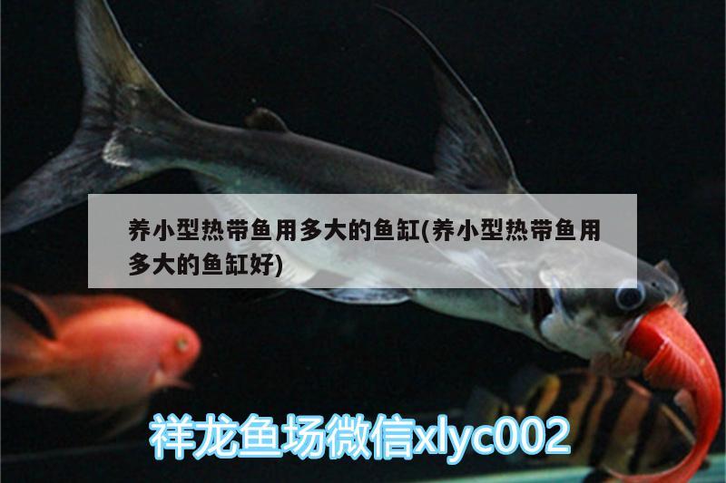 養(yǎng)小型熱帶魚用多大的魚缸(養(yǎng)小型熱帶魚用多大的魚缸好)