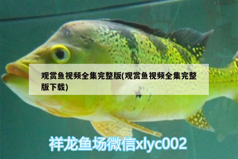 觀賞魚視頻全集完整版(觀賞魚視頻全集完整版下載)