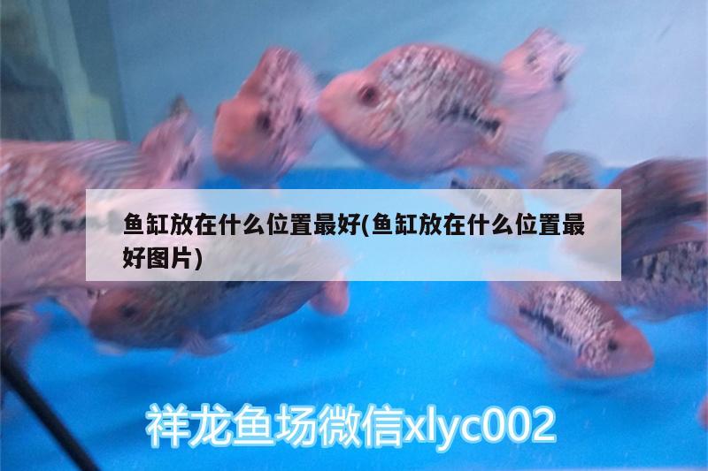 魚缸放在什么位置最好(魚缸放在什么位置最好圖片)