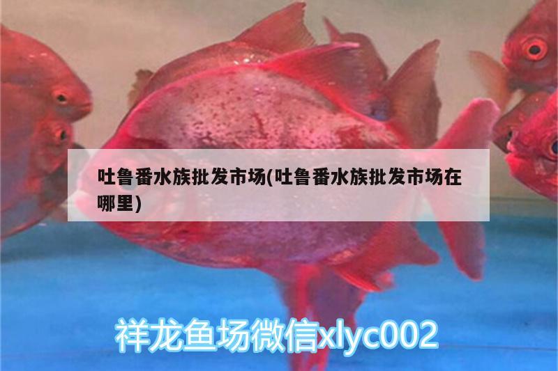 吐魯番水族批發(fā)市場(吐魯番水族批發(fā)市場在哪里)