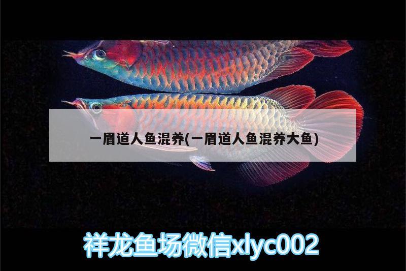 一眉道人魚混養(yǎng)(一眉道人魚混養(yǎng)大魚)