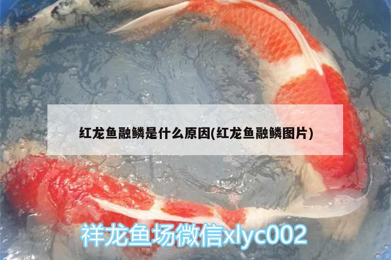 紅龍魚融鱗是什么原因(紅龍魚融鱗圖片)