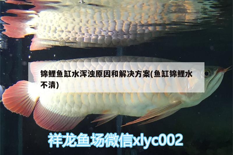 錦鯉魚缸水渾濁原因和解決方案(魚缸錦鯉水不清)