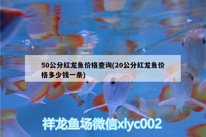 50公分紅龍魚價格查詢(20公分紅龍魚價格多少錢一條)