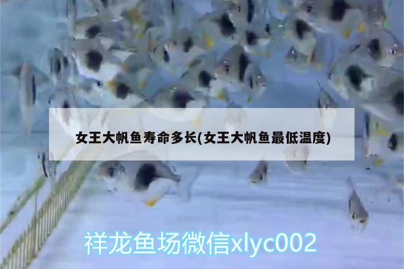 女王大帆魚壽命多長(女王大帆魚最低溫度) 女王大帆魚