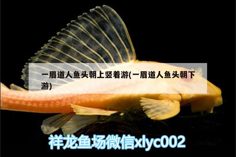 一眉道人魚頭朝上豎著游(一眉道人魚頭朝下游)