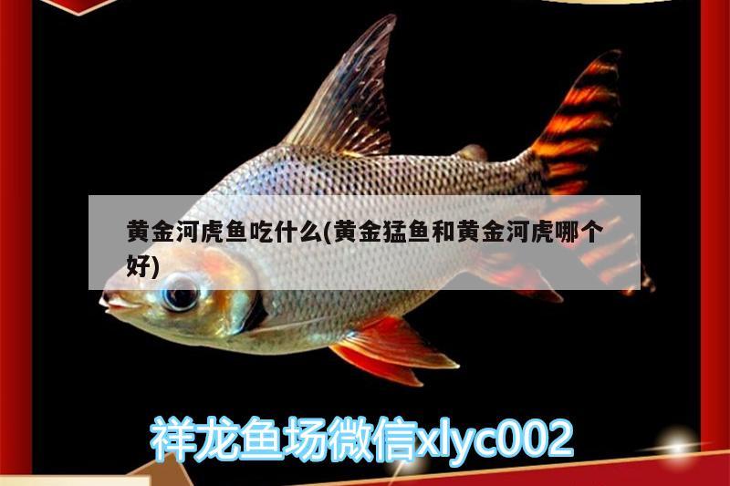 黃金河虎魚吃什么(黃金猛魚和黃金河虎哪個好) 虎魚百科