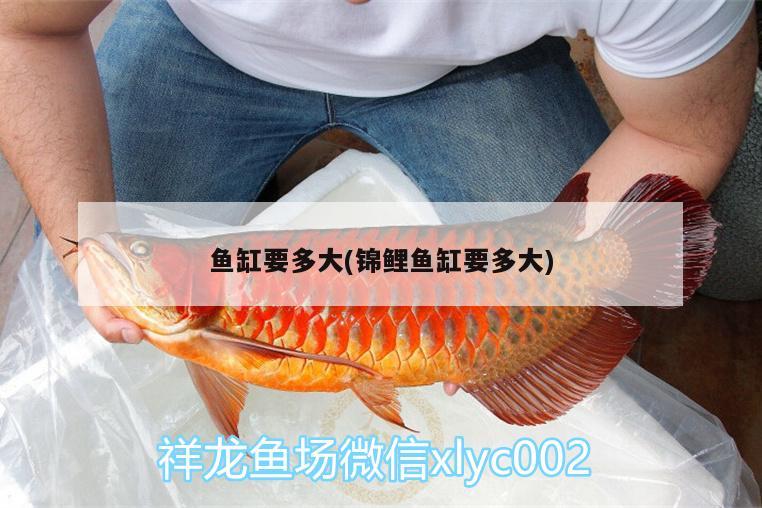 魚缸要多大(錦鯉魚缸要多大) 魚缸凈水劑