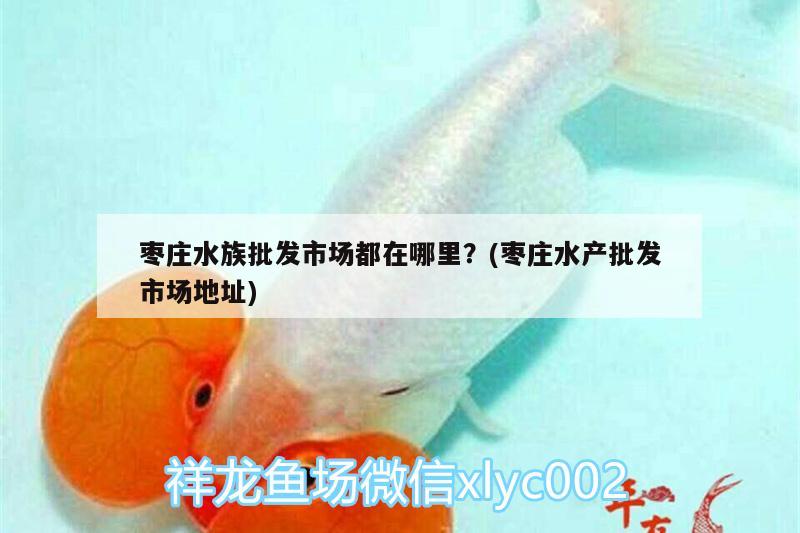 棗莊水族批發(fā)市場(chǎng)都在哪里？(棗莊水產(chǎn)批發(fā)市場(chǎng)地址) 觀賞魚(yú)水族批發(fā)市場(chǎng)