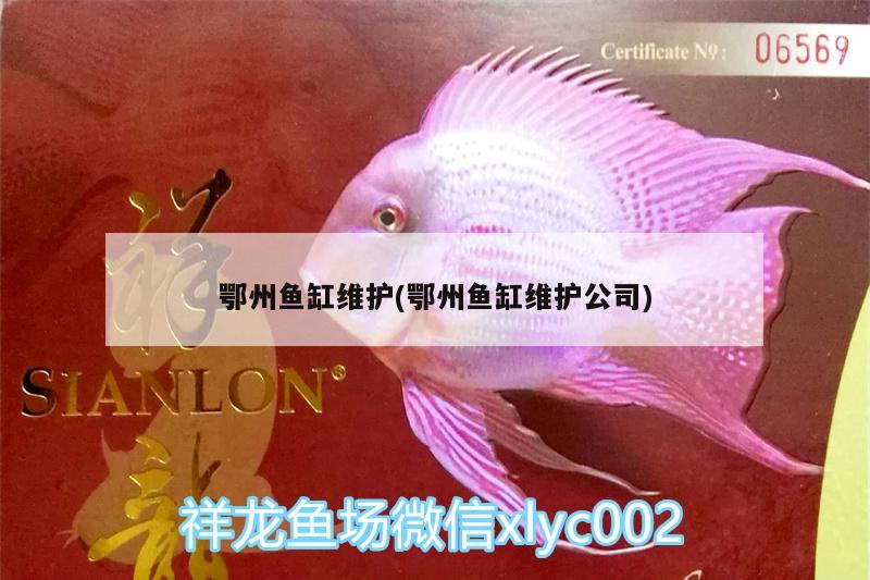 鄂州魚缸維護(hù)(鄂州魚缸維護(hù)公司)