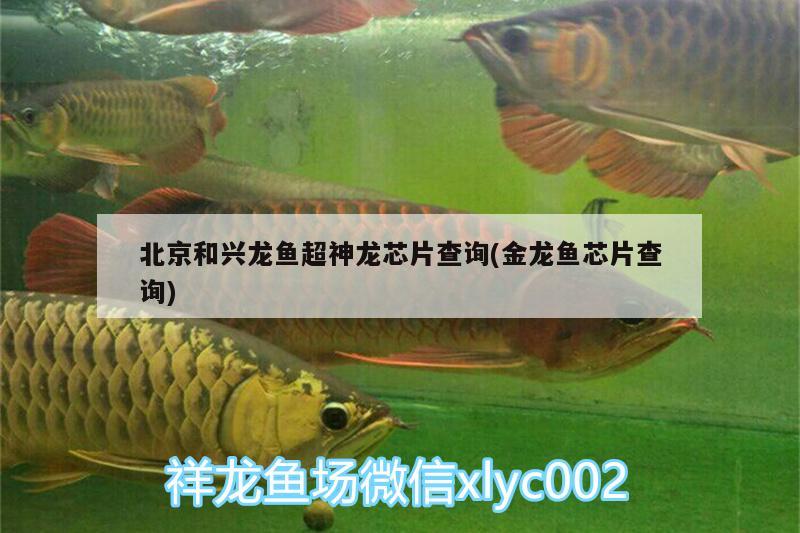 北京和興龍魚超神龍芯片查詢(金龍魚芯片查詢)