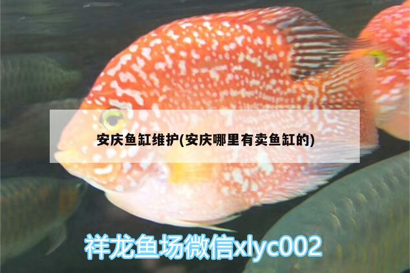 安慶魚缸維護(hù)(安慶哪里有賣魚缸的)