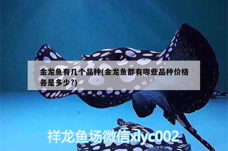 金龍魚有幾個(gè)品種(金龍魚都有哪些品種價(jià)格各是多少?)