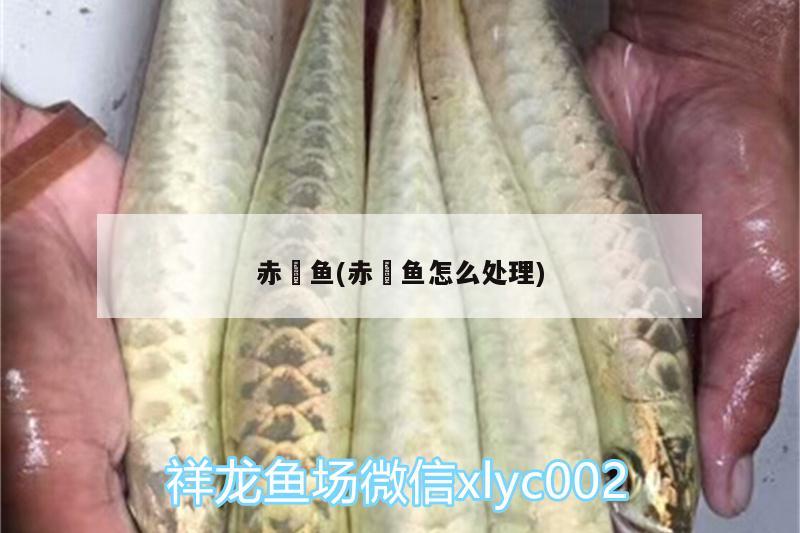 赤魟魚(赤魟魚怎么處理) 金龍福龍魚