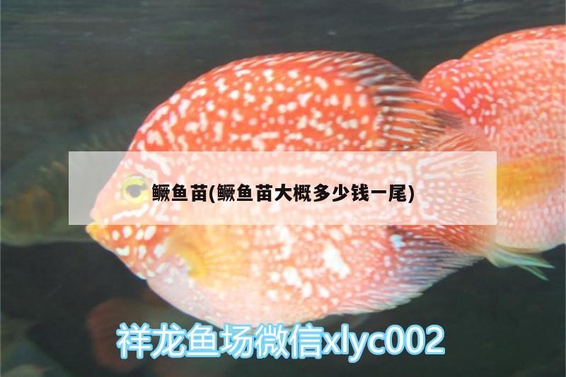 鱖魚苗(鱖魚苗大概多少錢一尾)