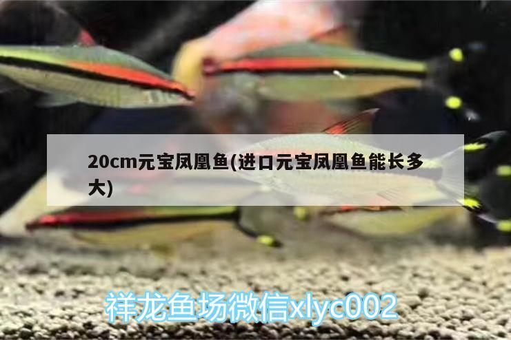 20cm元寶鳳凰魚(進口元寶鳳凰魚能長多大)