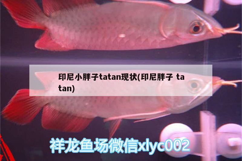 印尼小胖子tatan現(xiàn)狀(印尼胖子tatan) 廣州水族批發(fā)市場