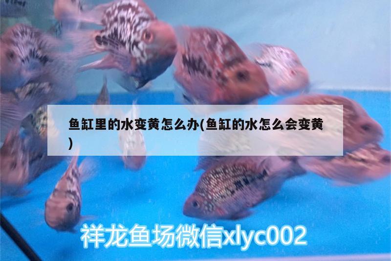 魚缸里的水變黃怎么辦(魚缸的水怎么會變黃)