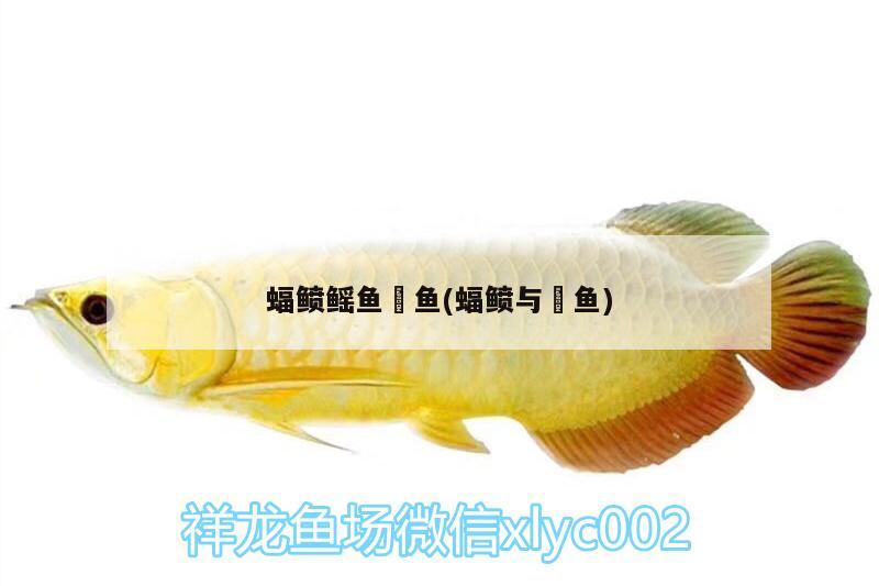 蝠鲼鰩魚魟魚(蝠鲼與鮣魚) 印尼虎苗