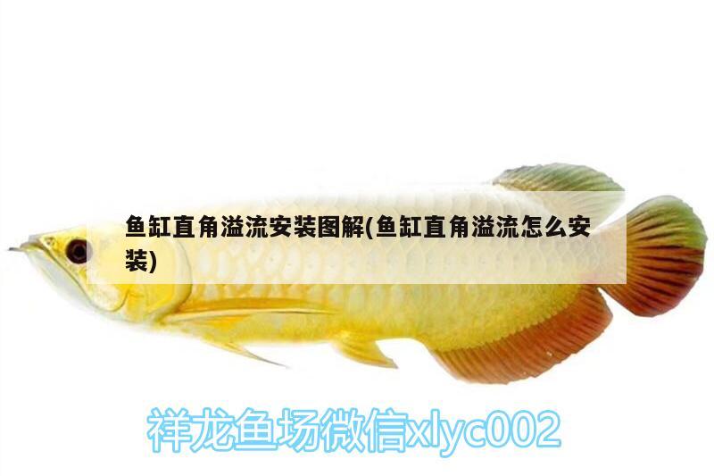 魚缸直角溢流安裝圖解(魚缸直角溢流怎么安裝) 帝王迷宮魚