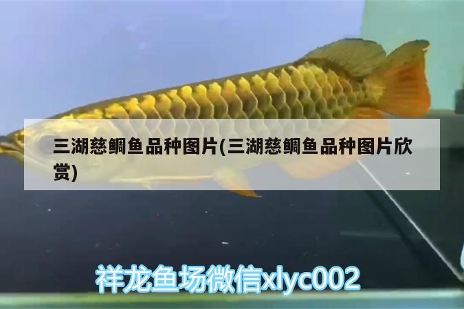 三湖慈鯛魚品種圖片(三湖慈鯛魚品種圖片欣賞)