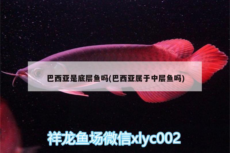 巴西亞是底層魚嗎(巴西亞屬于中層魚嗎) 巴西亞魚